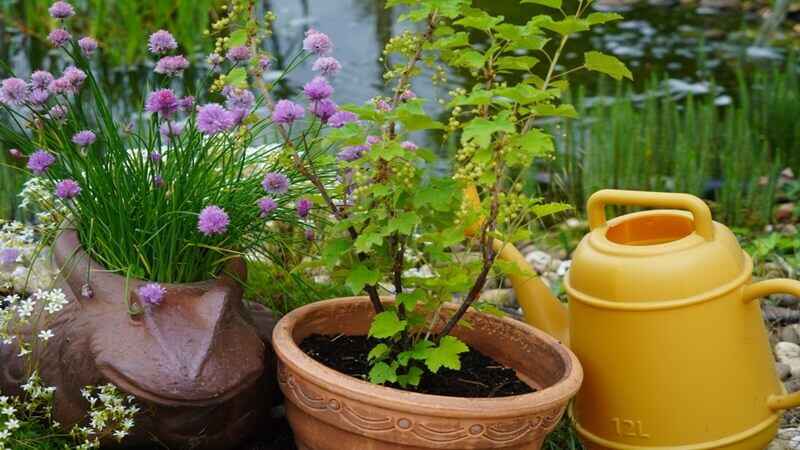 The Latest Gardening Trends